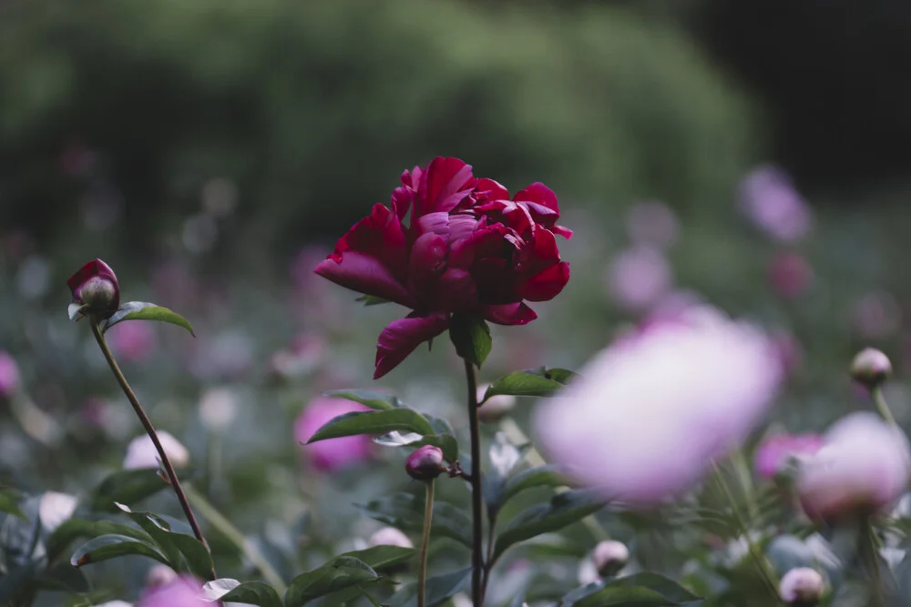 Dunkelrote Pfingtsrose an einem Sommertag - fotokunst von Nadja Jacke