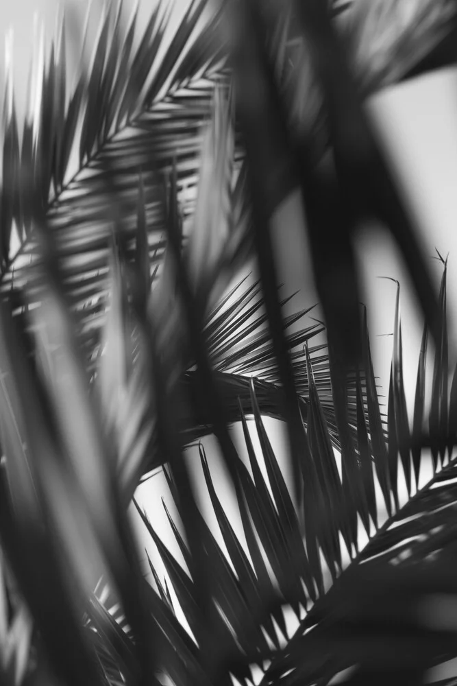 Palmenwedel einer Palme im Sonnenlicht in schwarzweiß - fotokunst von Nadja Jacke