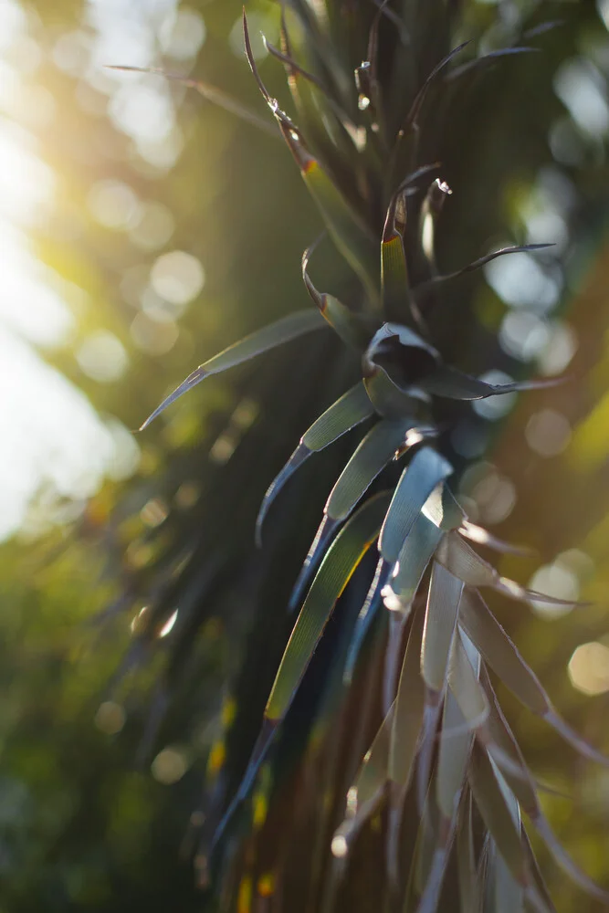 Palm tree - palm tree fronds - lit up in the sunlight of the summer sun of Formentera - Fineart photography by Nadja Jacke