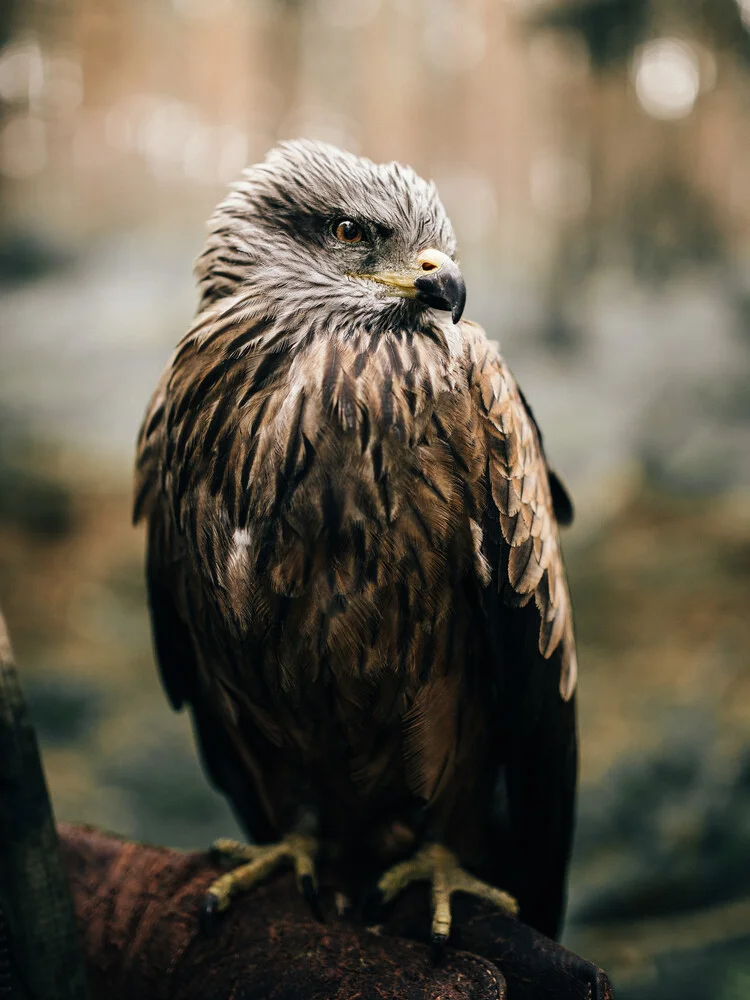 Mr. Hawk - Fineart photography by Steven Ritzer