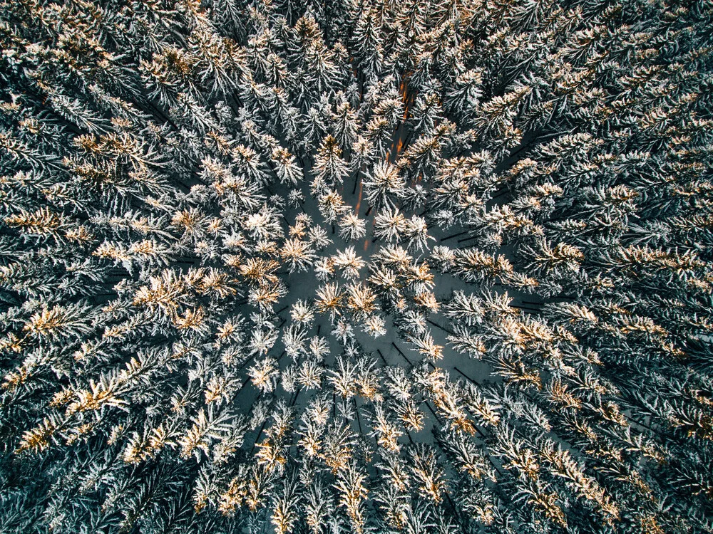 Tree tops in golden light - fotokunst von Steven Ritzer