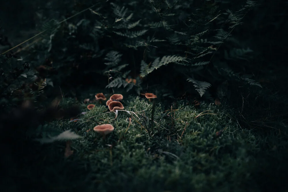 Mushrooms in moody forest - Fineart photography by Steven Ritzer
