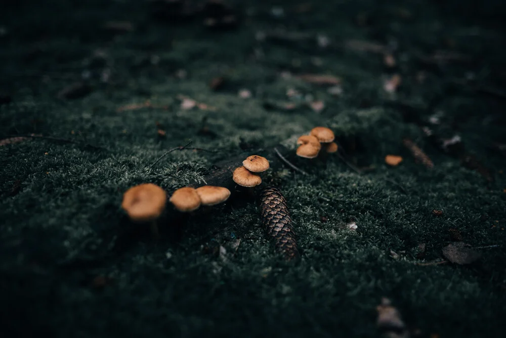 Mushrooms in a moody forest Prt. 2 - fotokunst von Steven Ritzer