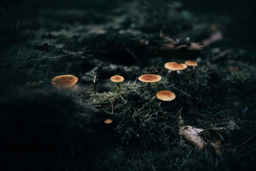 Mushrooms in a moody forest Prt. 3 - fotokunst von Steven Ritzer