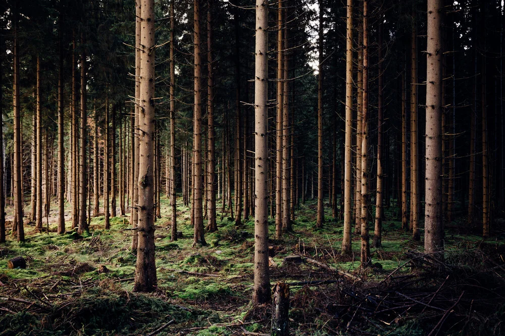 Waldlichter - fotokunst von Oliver Henze