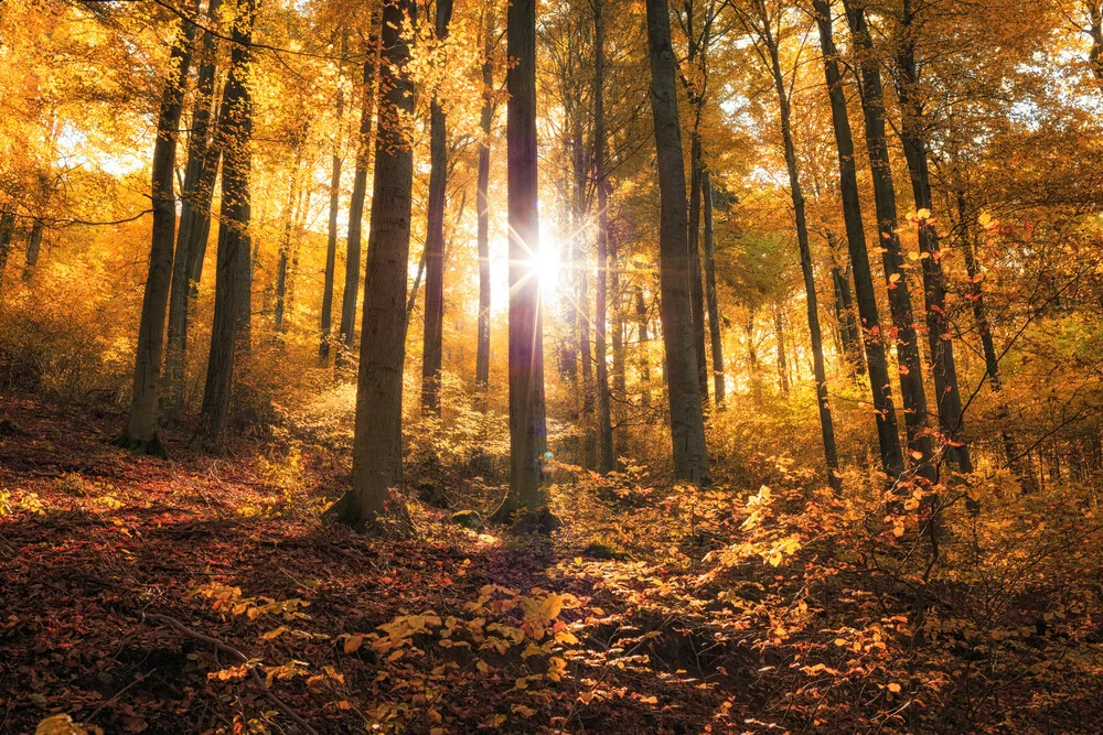 Golden autumn in the forest - Fineart photography by Oliver Henze