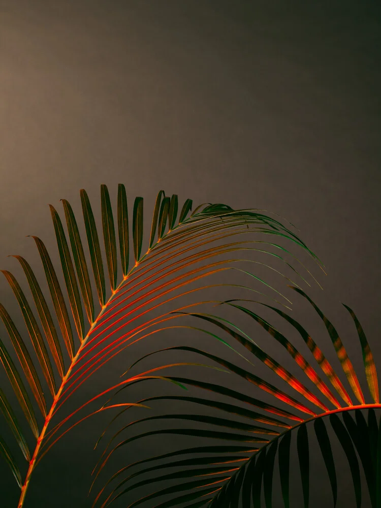 Palms Fever - fotokunst von Stéphane Dupin