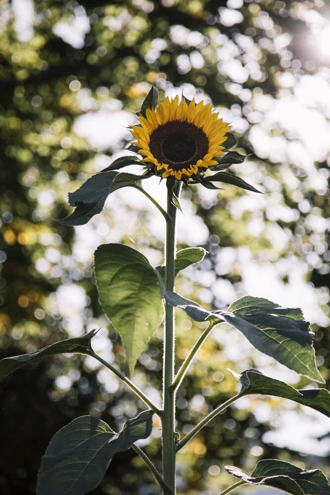 Sonnenblume in der Herbstsonne - fotokunst von Nadja Jacke
