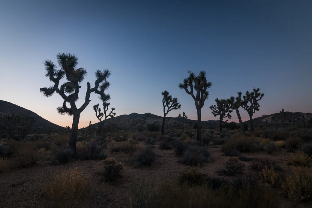 joshua tree - Fineart photography by Christoph Schaarschmidt