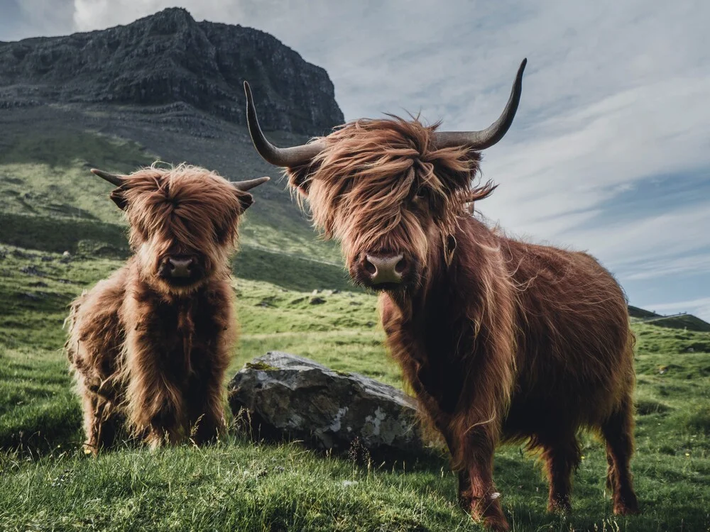 Die heimlichen Könige der Färoer. - fotokunst von Dominic Lars