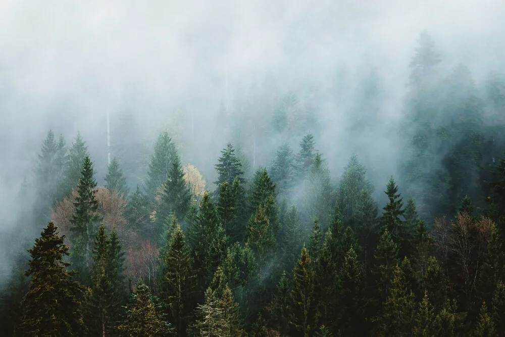 Black Moody Forest - fotokunst von Asyraf Syamsul