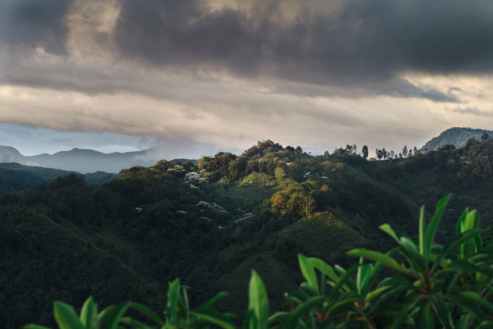 Tropical Upland - Fineart photography by Felix Finger