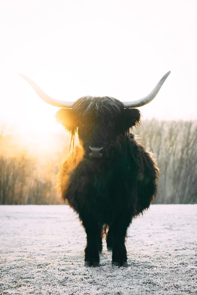 Black Highland Cattle - Fineart photography by Patrick Monatsberger