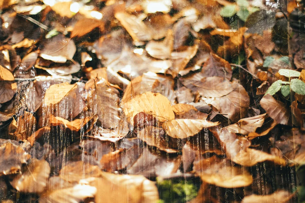 Leuchtende Herbstfarben im Teutoburger Wald - fotokunst von Nadja Jacke