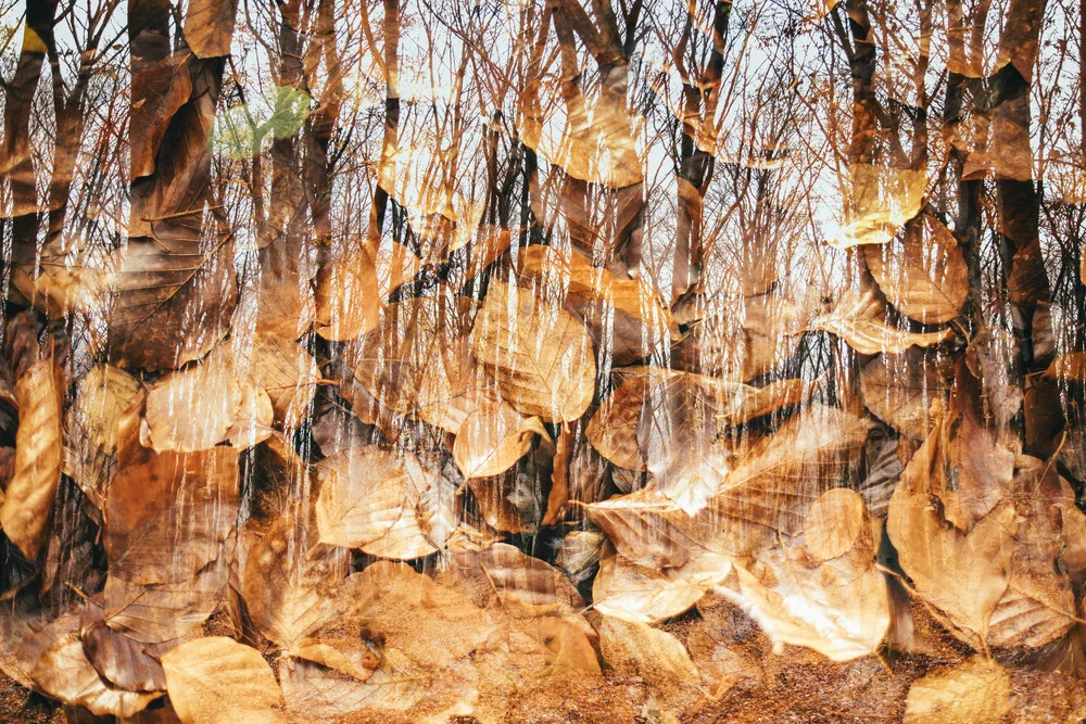 Leuchtende Herbstfarben im Teutoburger Wald - fotokunst von Nadja Jacke