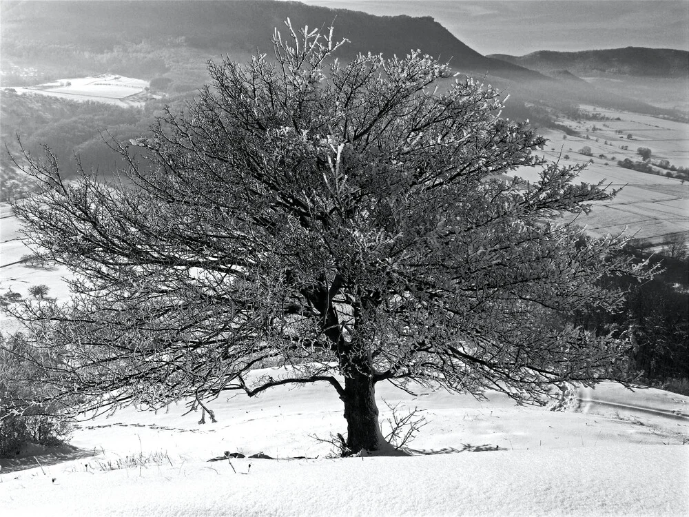 vereister Baum in der Wintersonne - fotokunst von N. Von Stackelberg