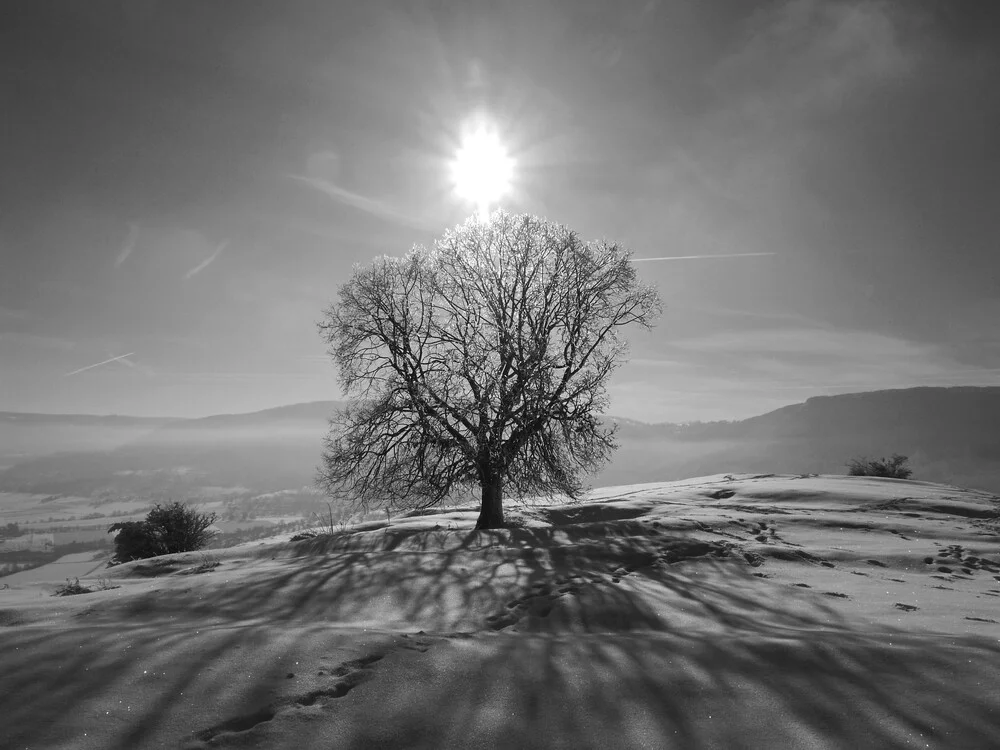 eisbedeckter Baum im Sonnenlicht - fotokunst von N. Von Stackelberg