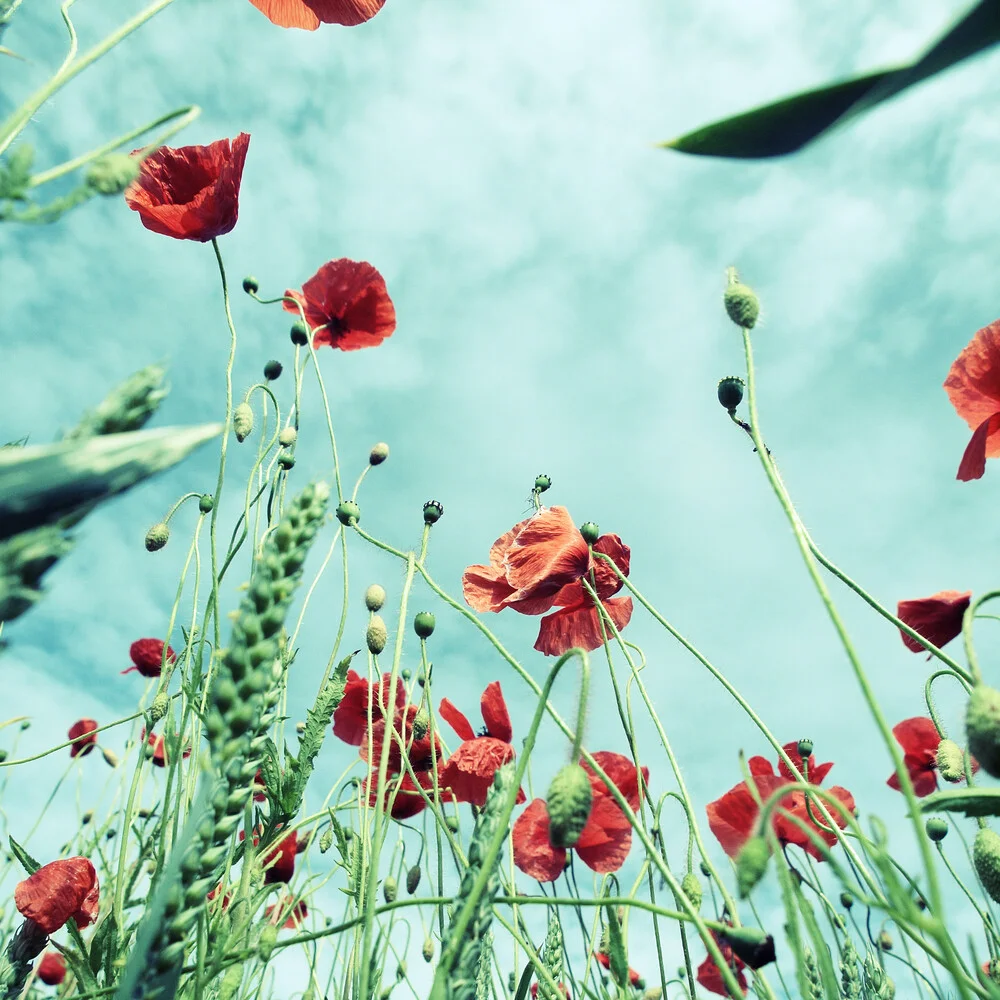 poppy - Fineart photography by Kay Block