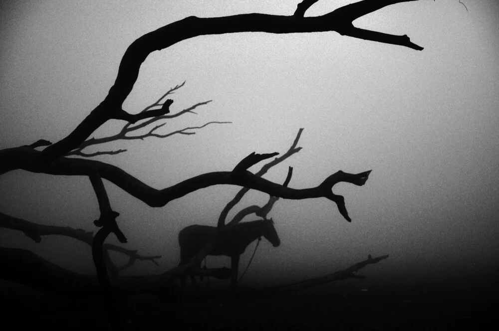 The horse in the fog - Fineart photography by Sankar Sarkar