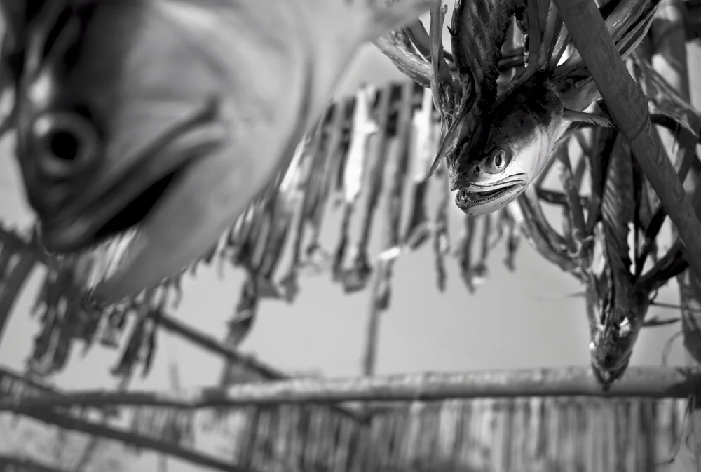 Dry fish, Bangladesh - fotokunst von Jakob Berr