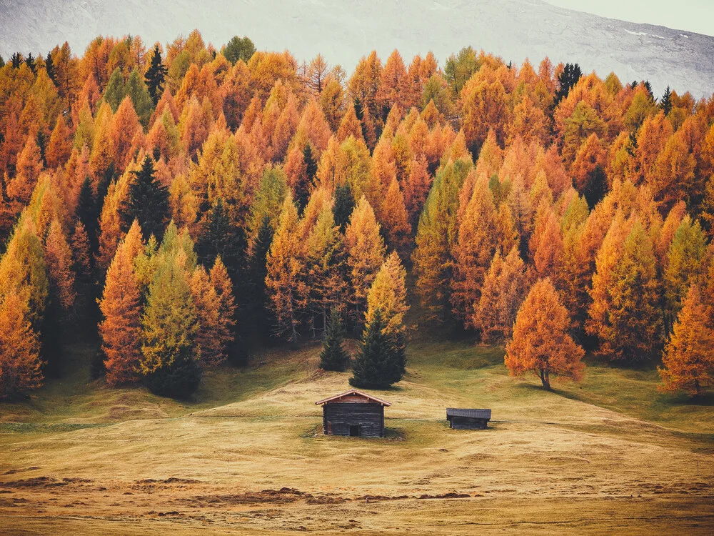 Armee der Lärchen - fotokunst von Gergo Kazsimer