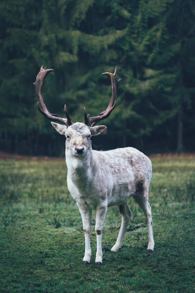 Das Wesen aus dem Wald - fotokunst von Patrick Monatsberger