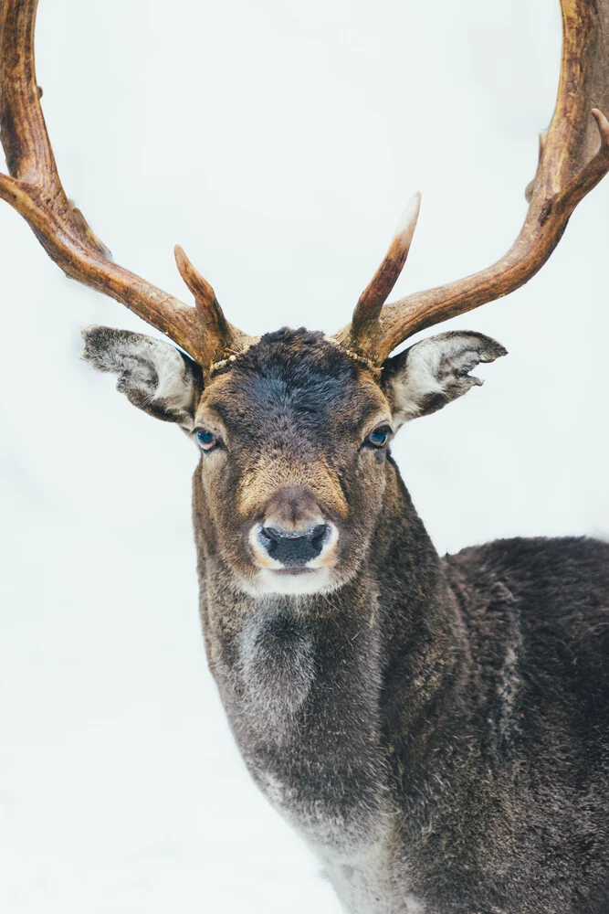 Hirsch Portrait - fotokunst von Patrick Monatsberger