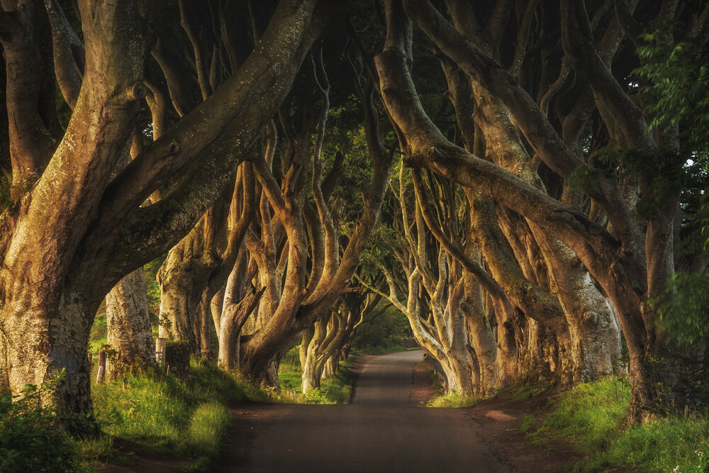 Irland - The Dark Hedges Sunrise - fotokunst von Jean Claude Castor