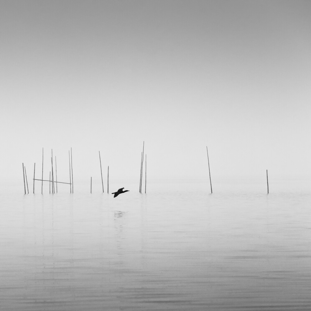 Cormorant - fotokunst von Holger Nimtz