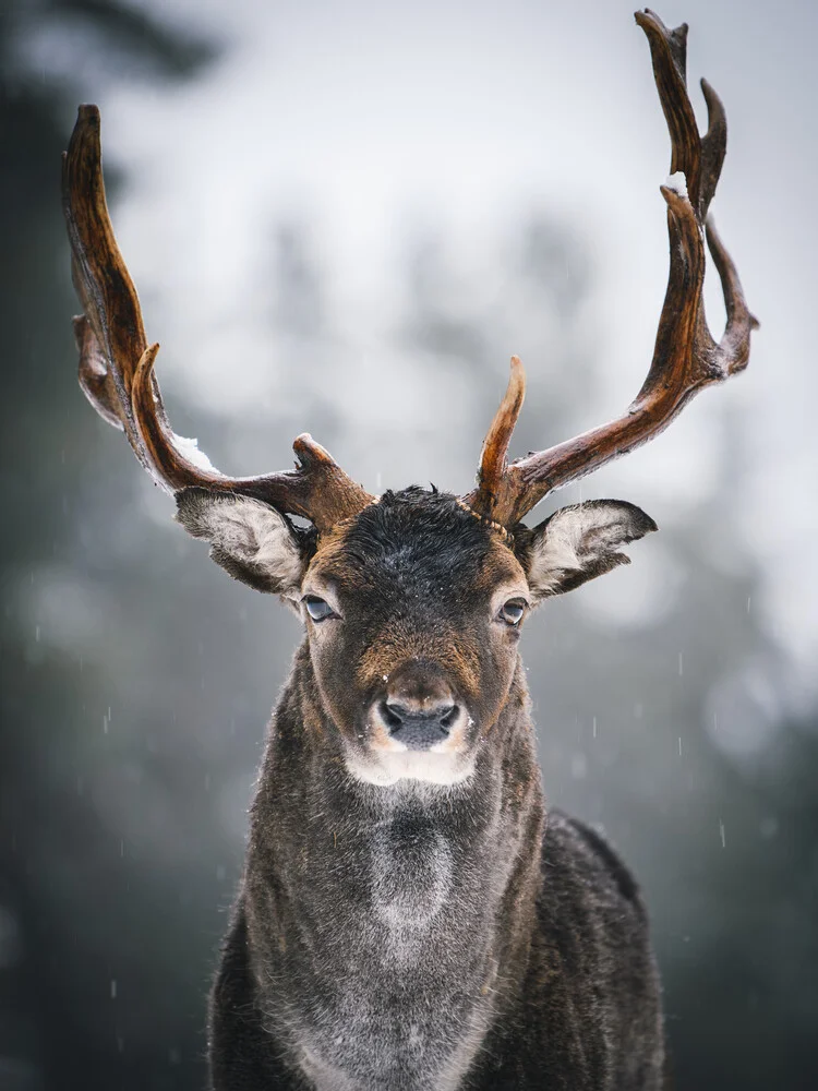 Majestätischer Hirsch III - fotokunst von André Alexander