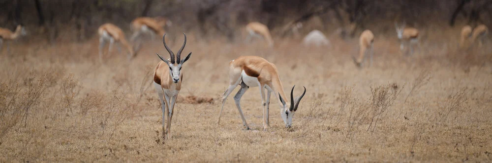 Springbock im Nxai Pan National Park - fotokunst von Dennis Wehrmann