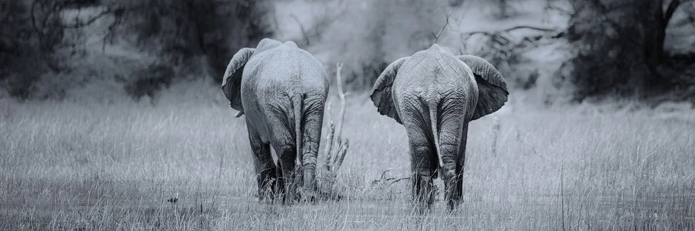 elefanten im makgadikgadi pans national park - fotokunst von Dennis Wehrmann