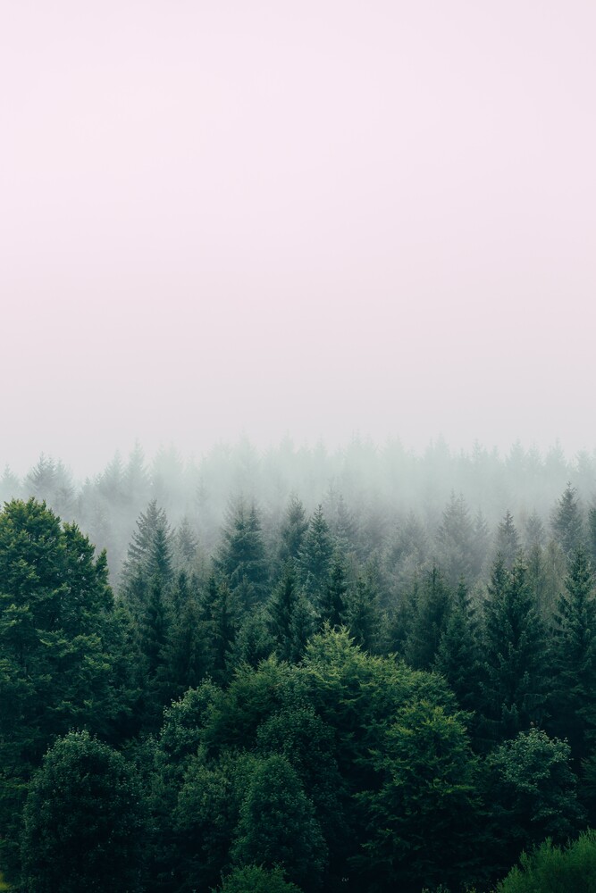 Foggy Forest - Fineart photography by Christian Hartmann