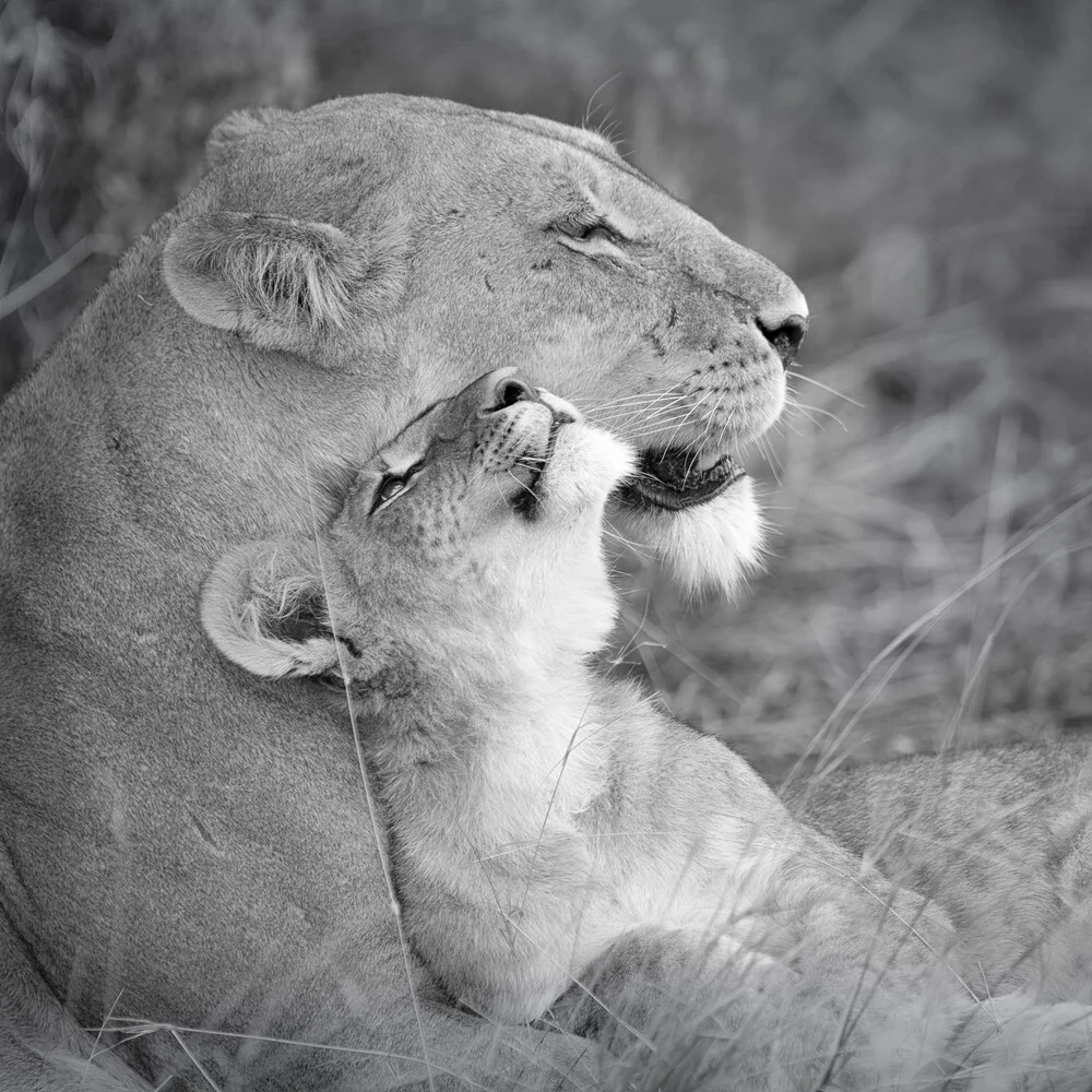 mother`s love - fotokunst von Dennis Wehrmann