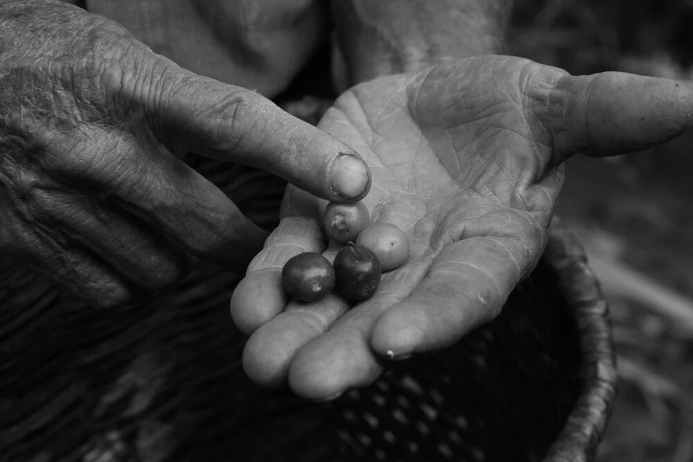 Coffee harvest - Fineart photography by Andreas Katzenberger