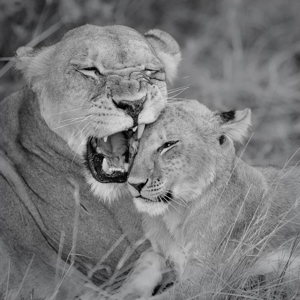 Lion mother with cub - Fineart photography by Dennis Wehrmann