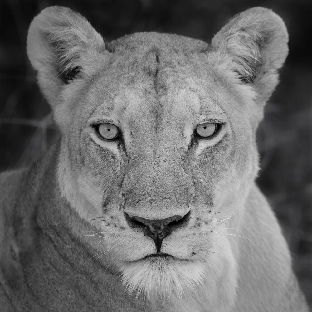 Die Löwin - fotokunst von Dennis Wehrmann
