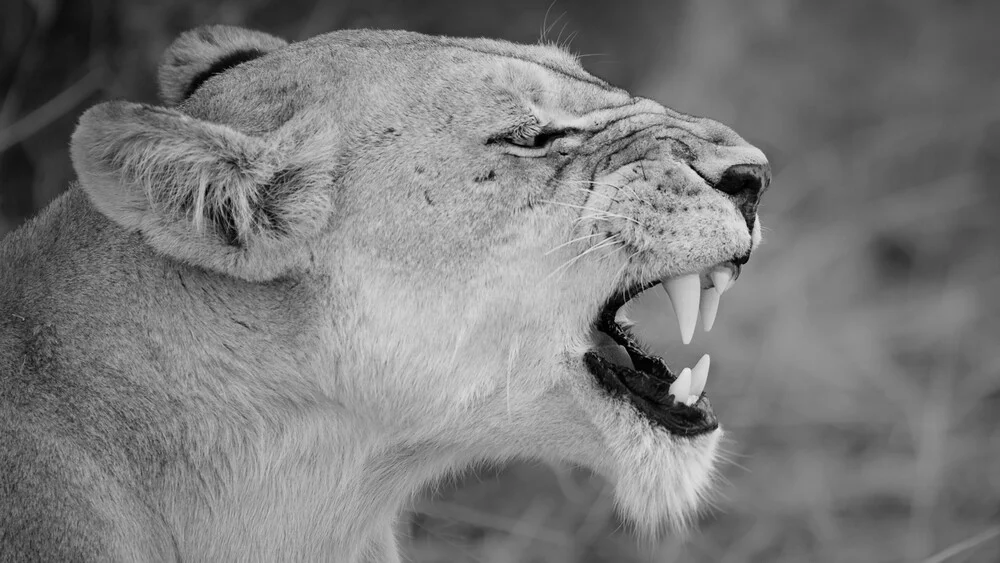 The profile of a lion - Fineart photography by Dennis Wehrmann