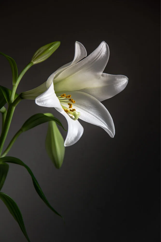 Lily - fotokunst von Björn Witt