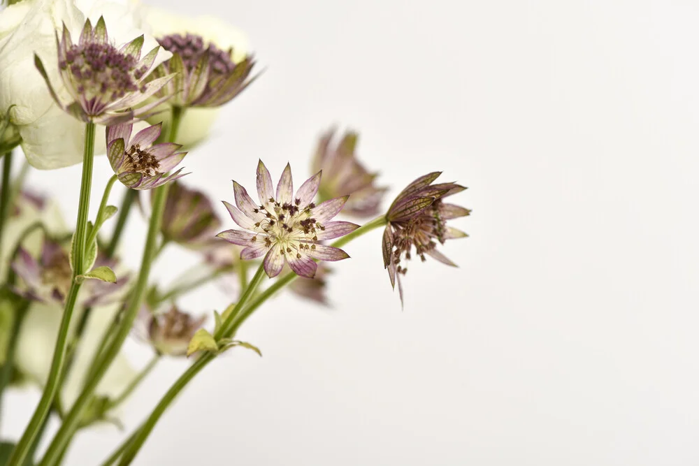 Flower Art - Fineart photography by Markus Hertrich