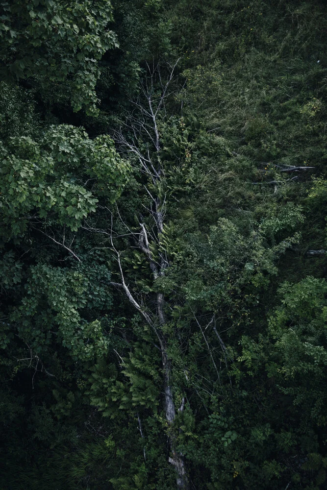 Kreislauf des Lebens im Wald - fotokunst von Nadja Jacke