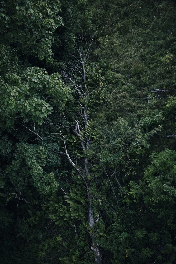 Cycle of life in the forest - Fineart photography by Nadja Jacke