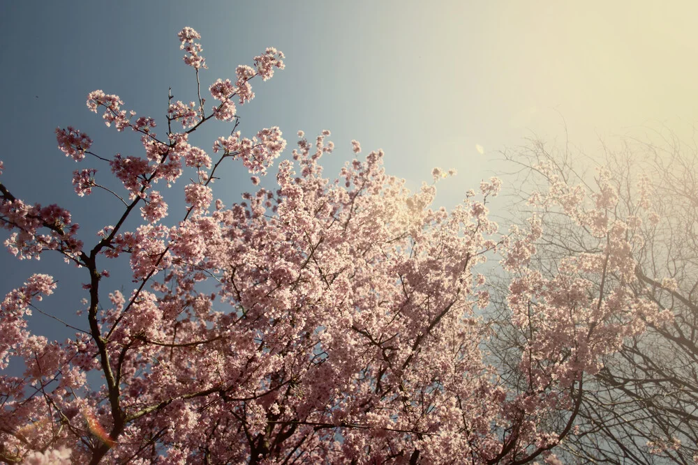 Tree full of cherry blossoms in the bright sunshine - Fineart photography by Nadja Jacke