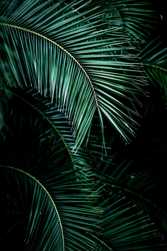 Palm Leaves 9 - Fineart photography by Mareike Böhmer