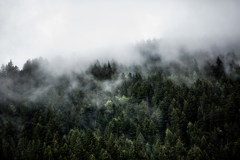 Foggy Woods 5 - fotokunst von Mareike Böhmer