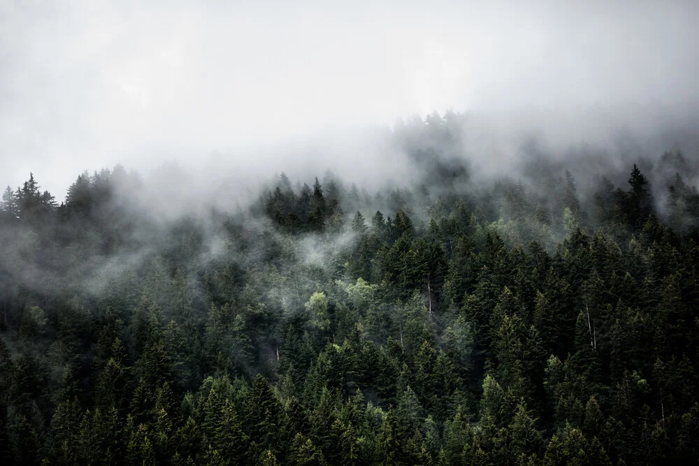 Foggy Woods 5 - Fineart photography by Mareike Böhmer