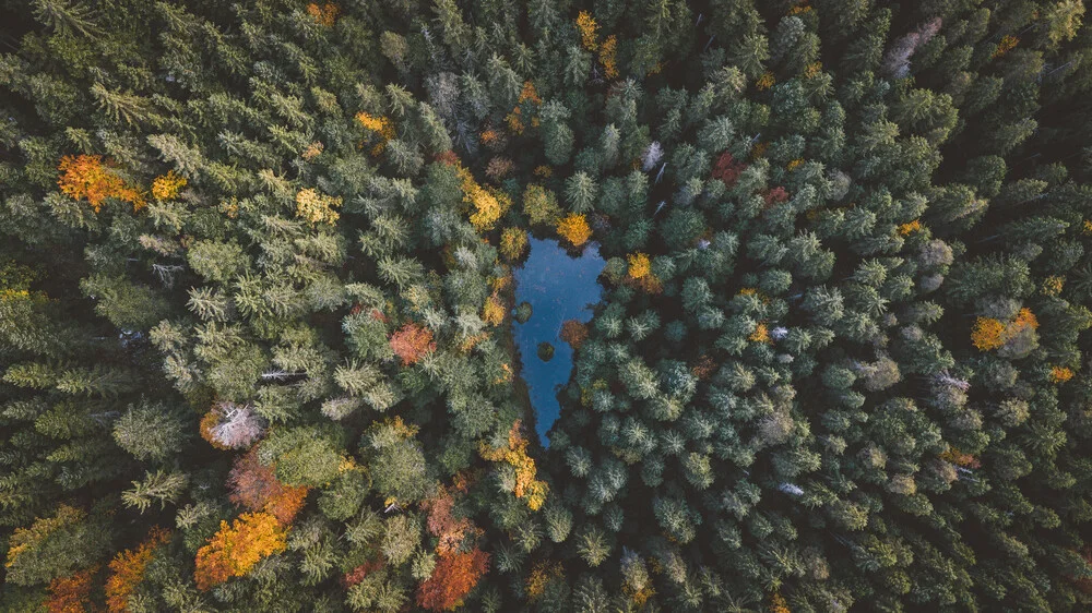 Herz des Waldes - fotokunst von Johannes Hulsch