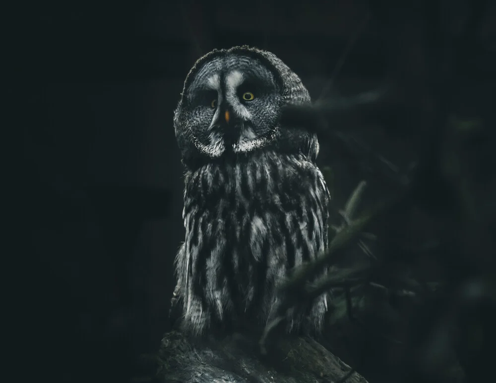 Wizard Owl - fotokunst von Quentin Strohmeier