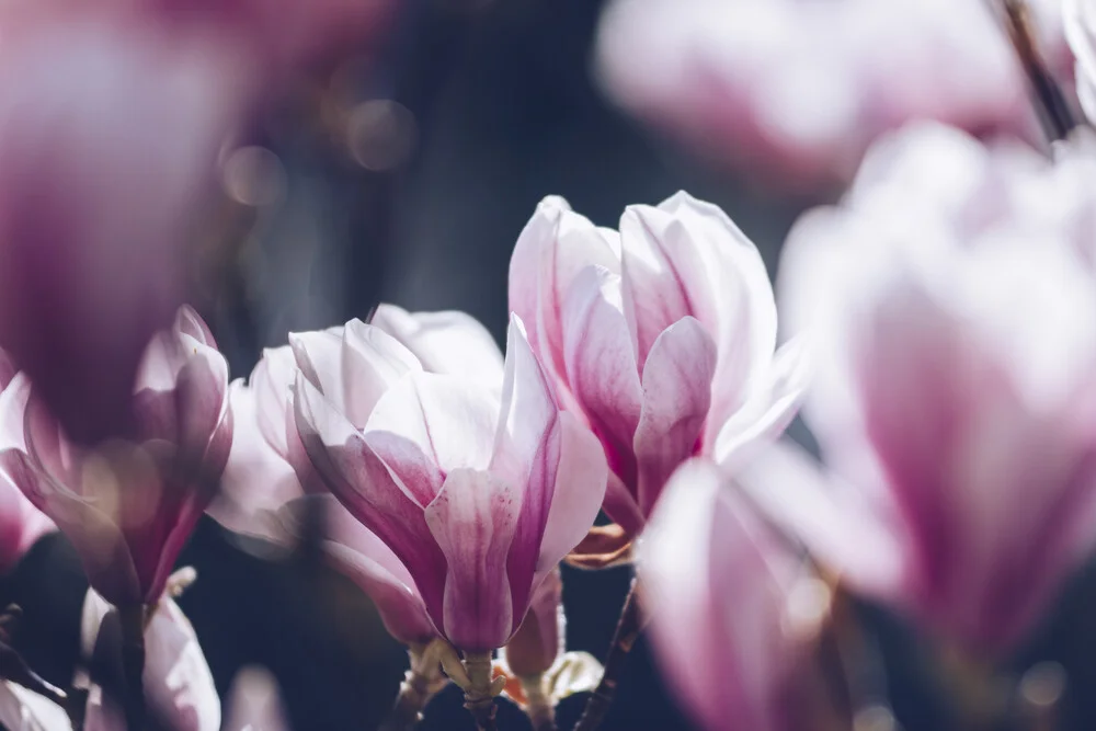 Magnolienblüten in der Frühlingssonne - fotokunst von Nadja Jacke