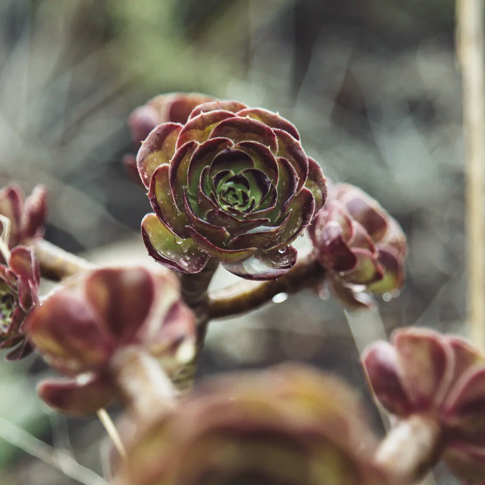 Formentera Rose - Aeonium - benetzt mit Regentropfen - fotokunst von Nadja Jacke